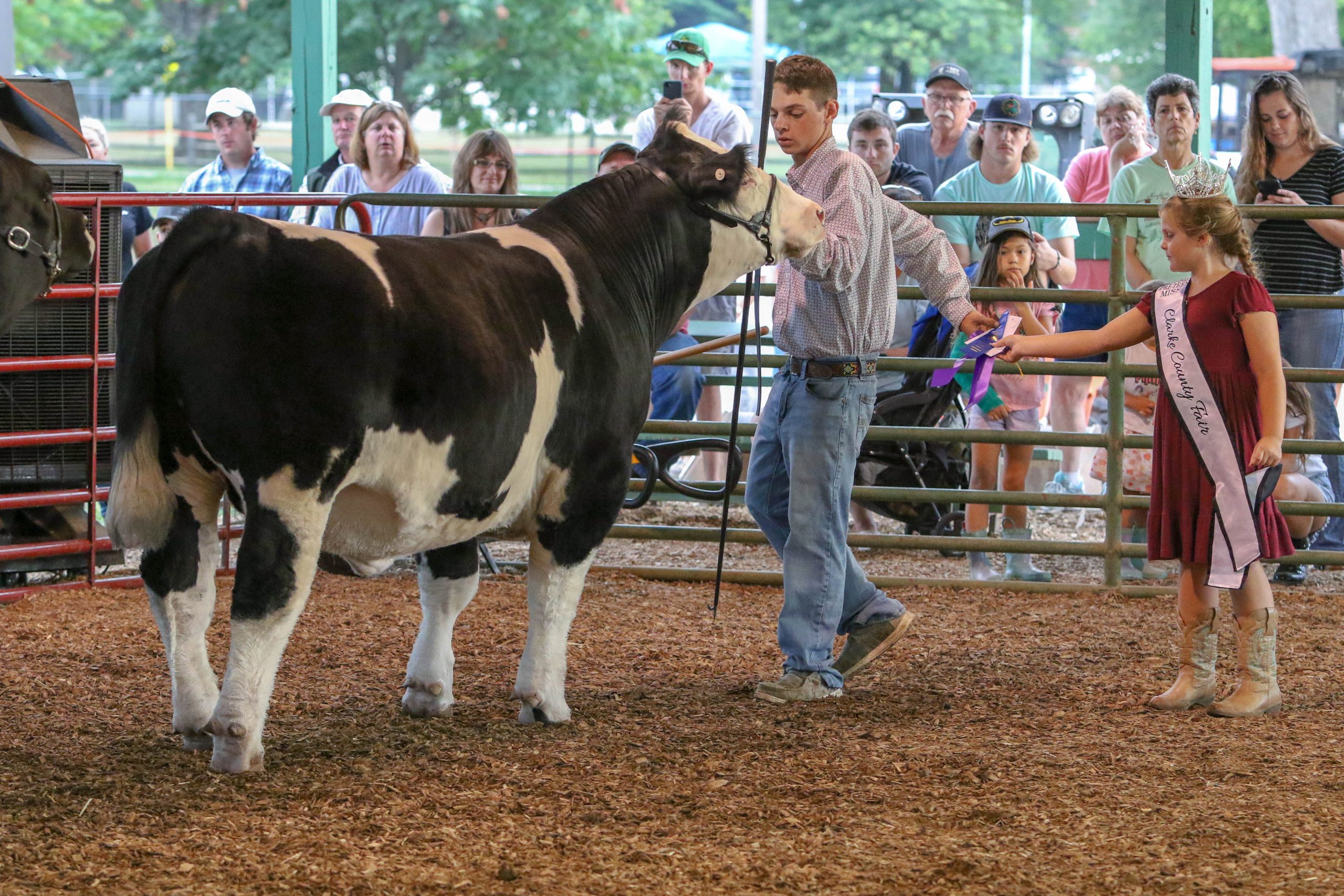 a boy competesin the beef show