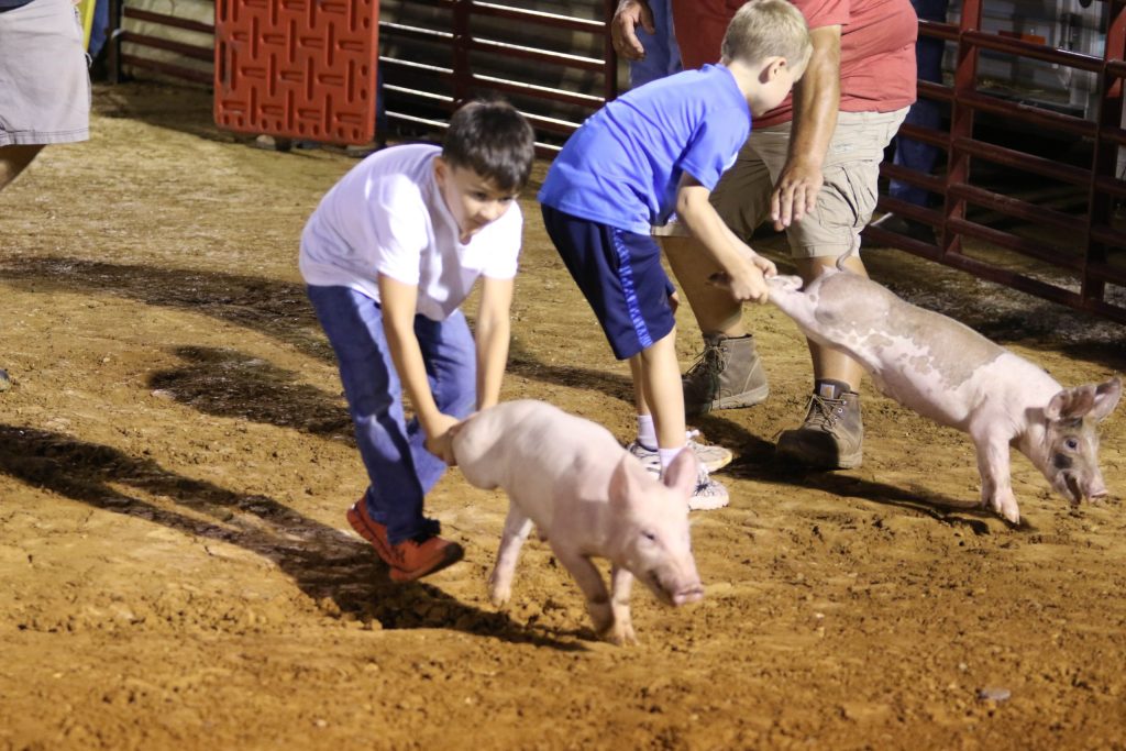 Two children participate in a pig scramble contest, each chasing a different piglet