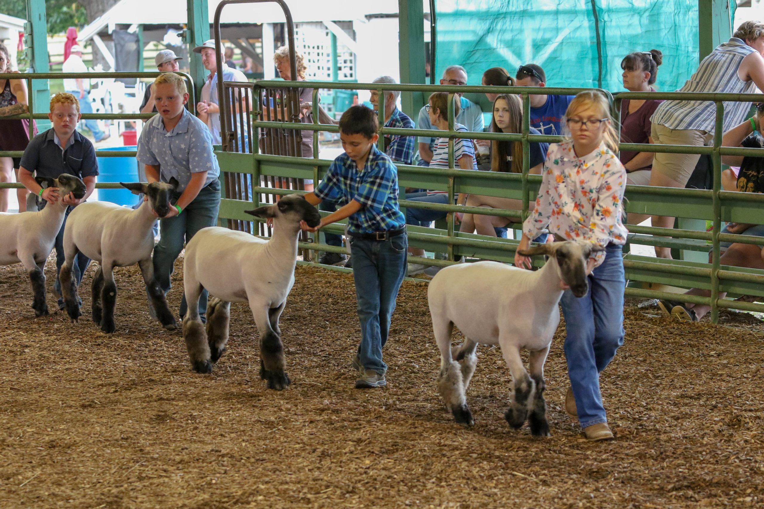 children showing sheep at the fair