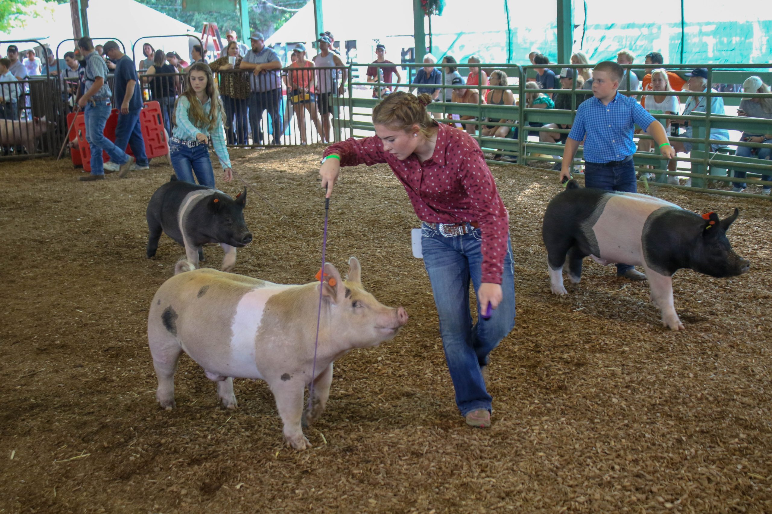 a girl shows her pig at the fair