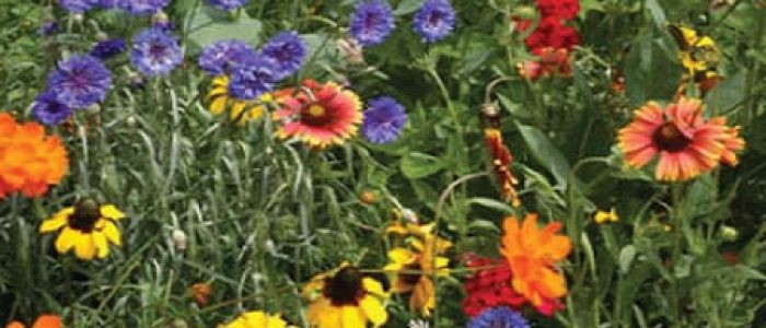 Virginia Wildflower Seed Virginia Wildflower Seed